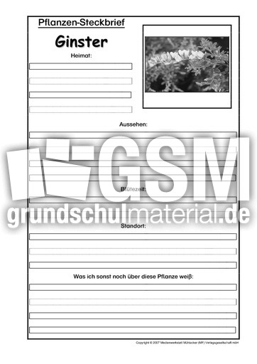 Pflanzensteckbrief-Ginster-Sw.pdf